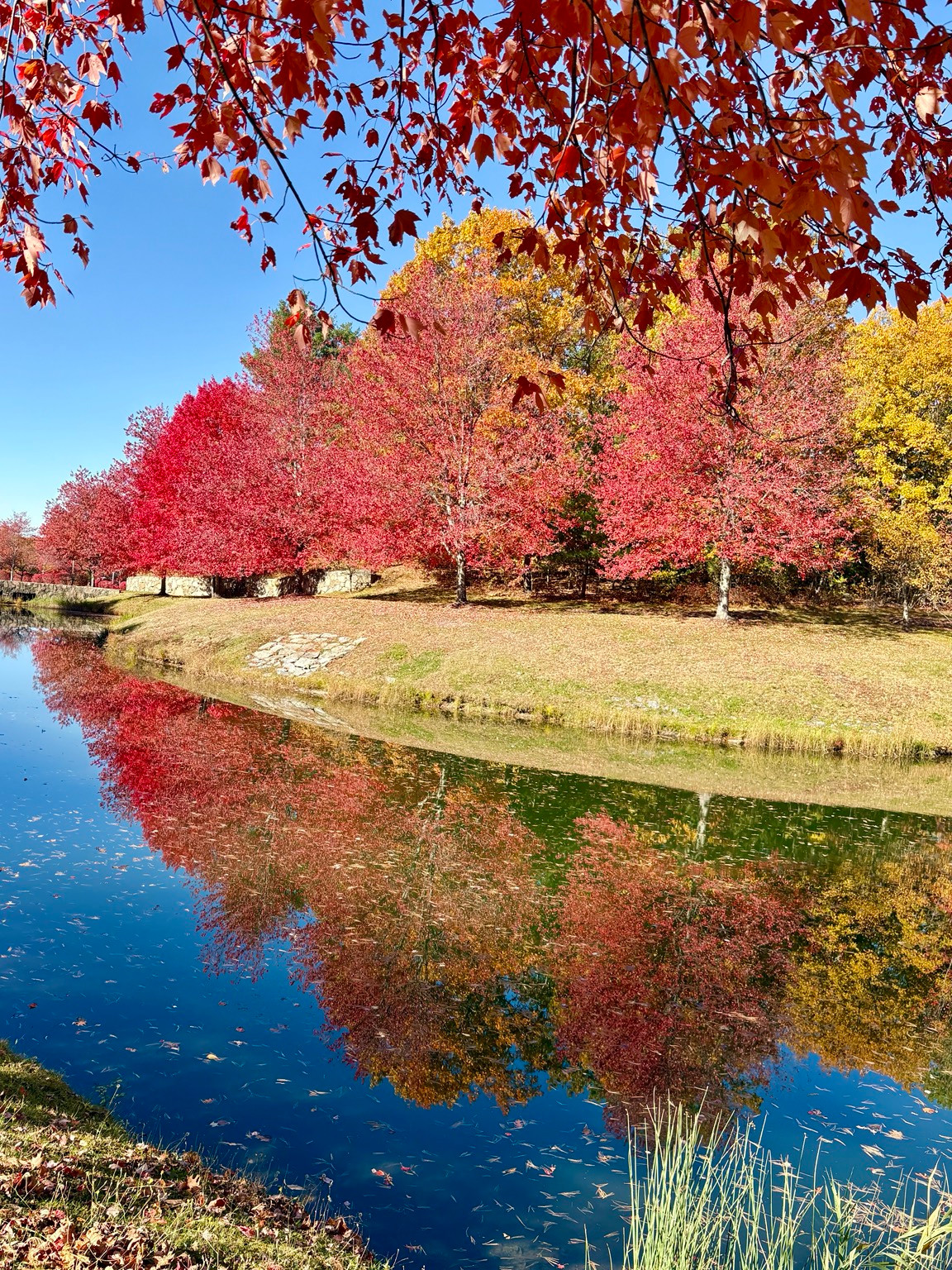 Bright red and golden fall foliage reflected in a pond